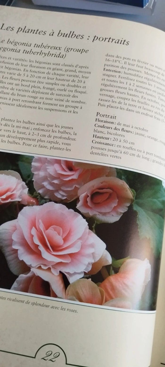 Plantes du jardin des conseils de bon papa - photo numéro 6