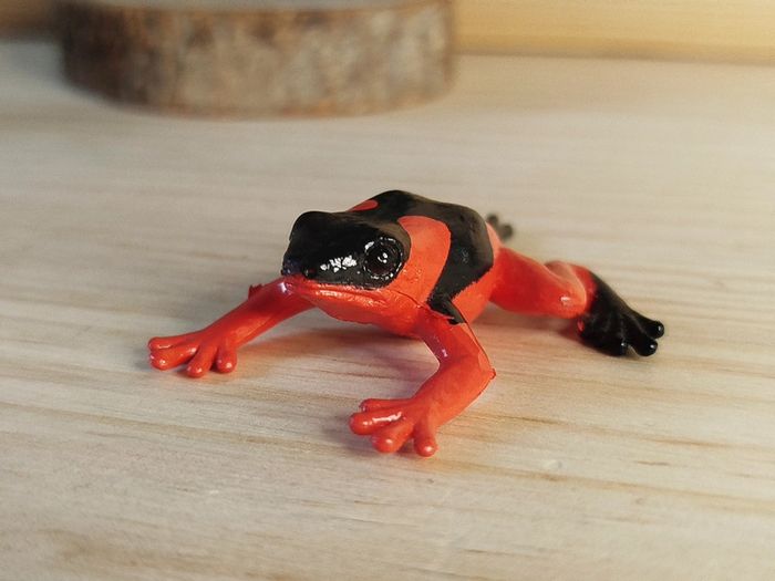 Safari Grenouille venimeuse Animal équatoriale