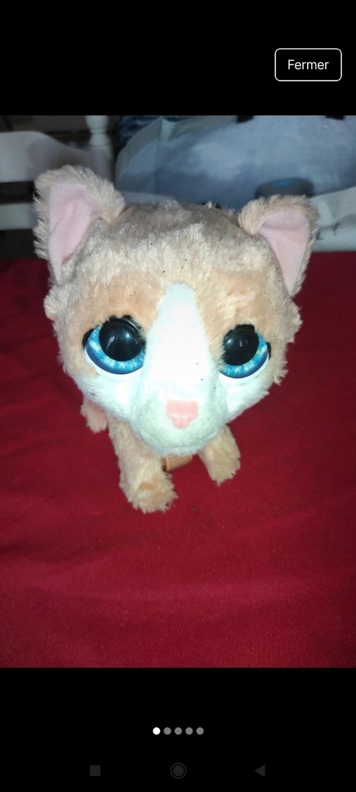 Petit Chat j52