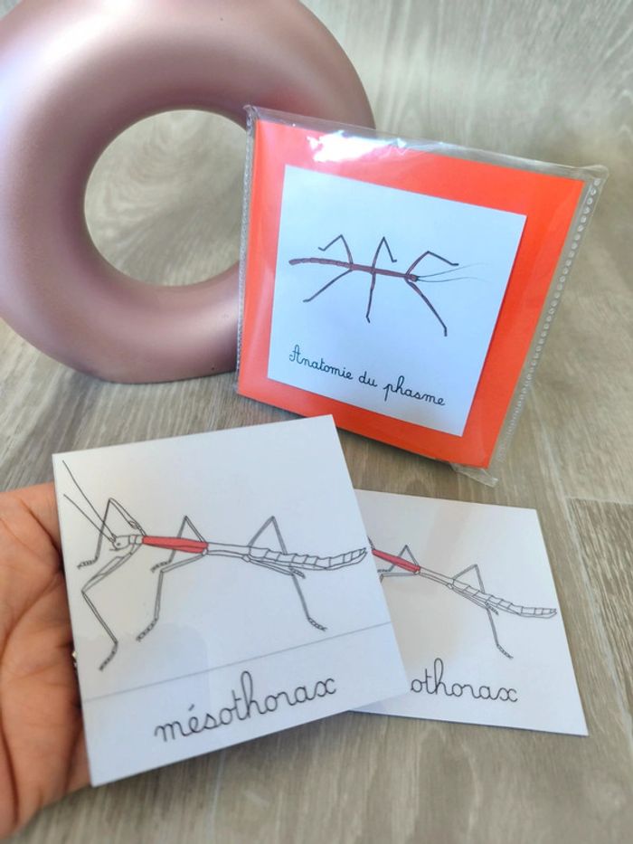 Cartes de nomenclature du phasme