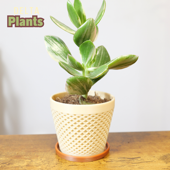 Jardinières / Pot de fleurs Modernes