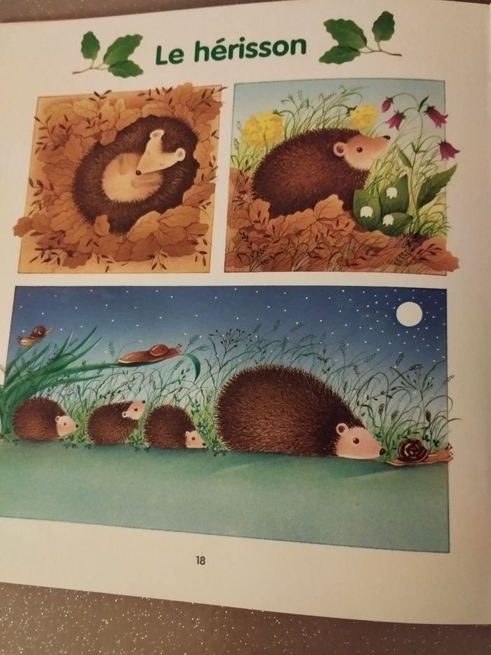 Livre Je lis avec les animaux de la forêt Ed Lito - photo numéro 4