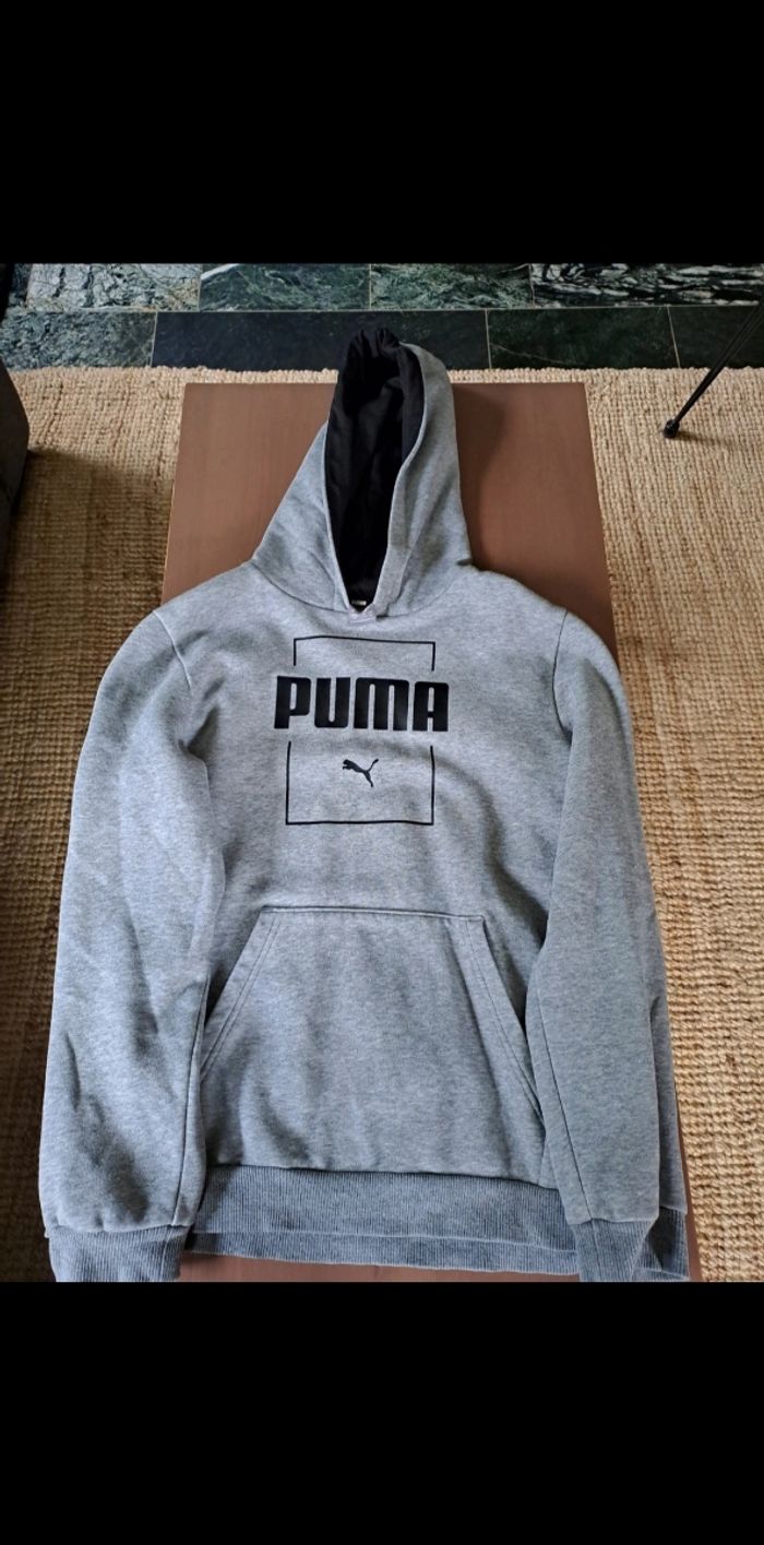 Sweet puma
