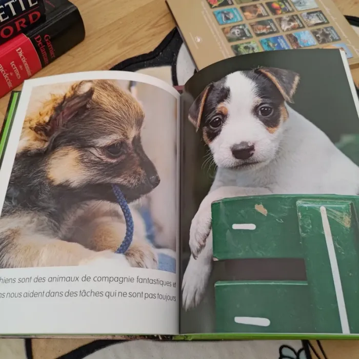 Les chiots marque piccolia - photo numéro 2
