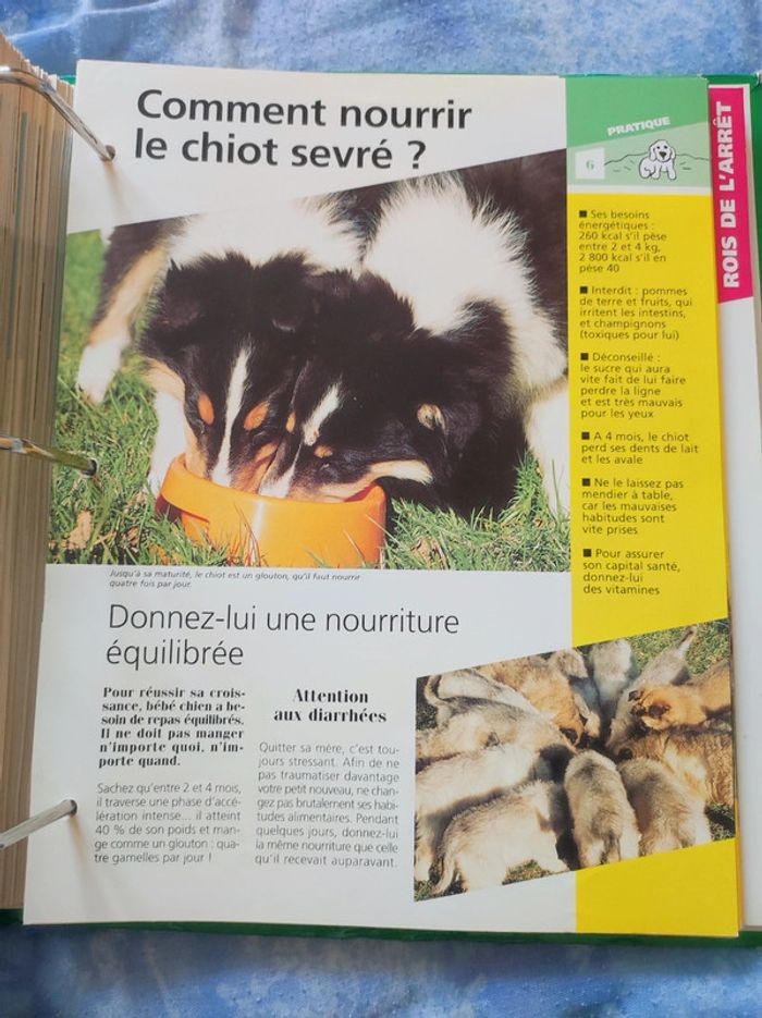 Classeur mon compagnon le chien - photo numéro 6