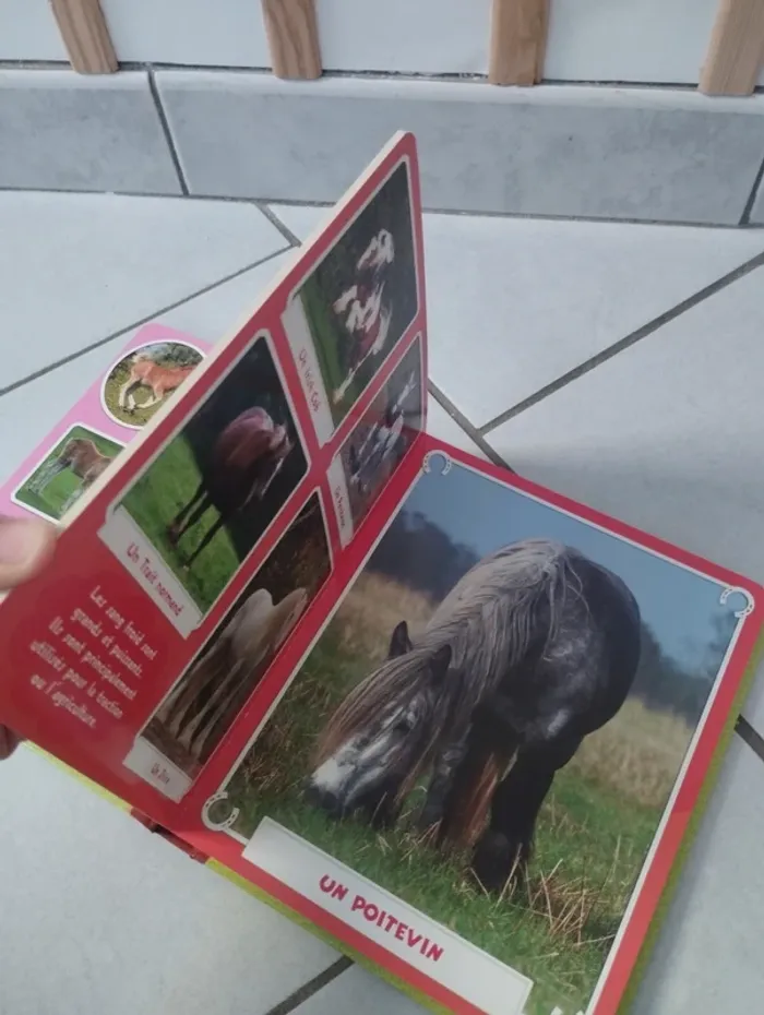 Livre les chevaux et poneys cartonné - photo numéro 3