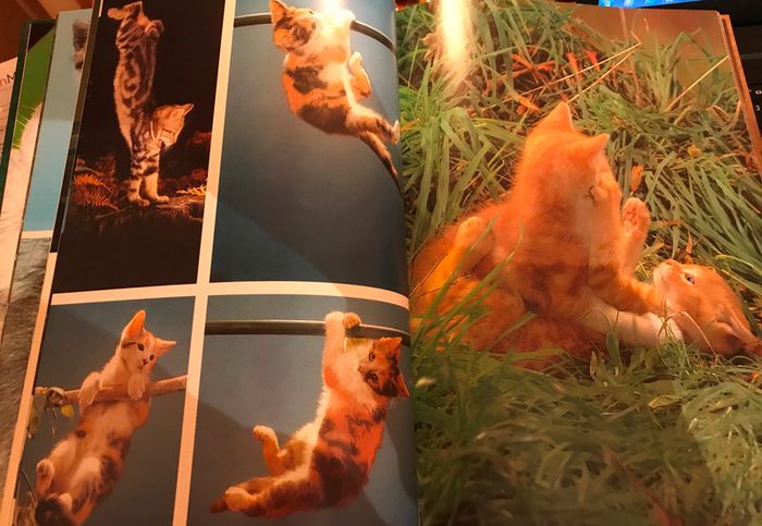 Le chat et nous - photo numéro 2
