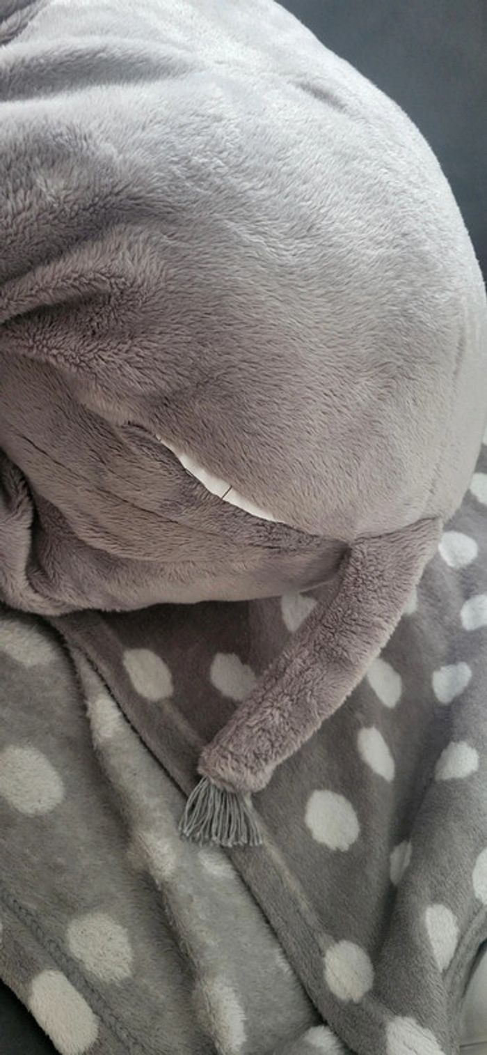 Gros éléphant - photo numéro 4