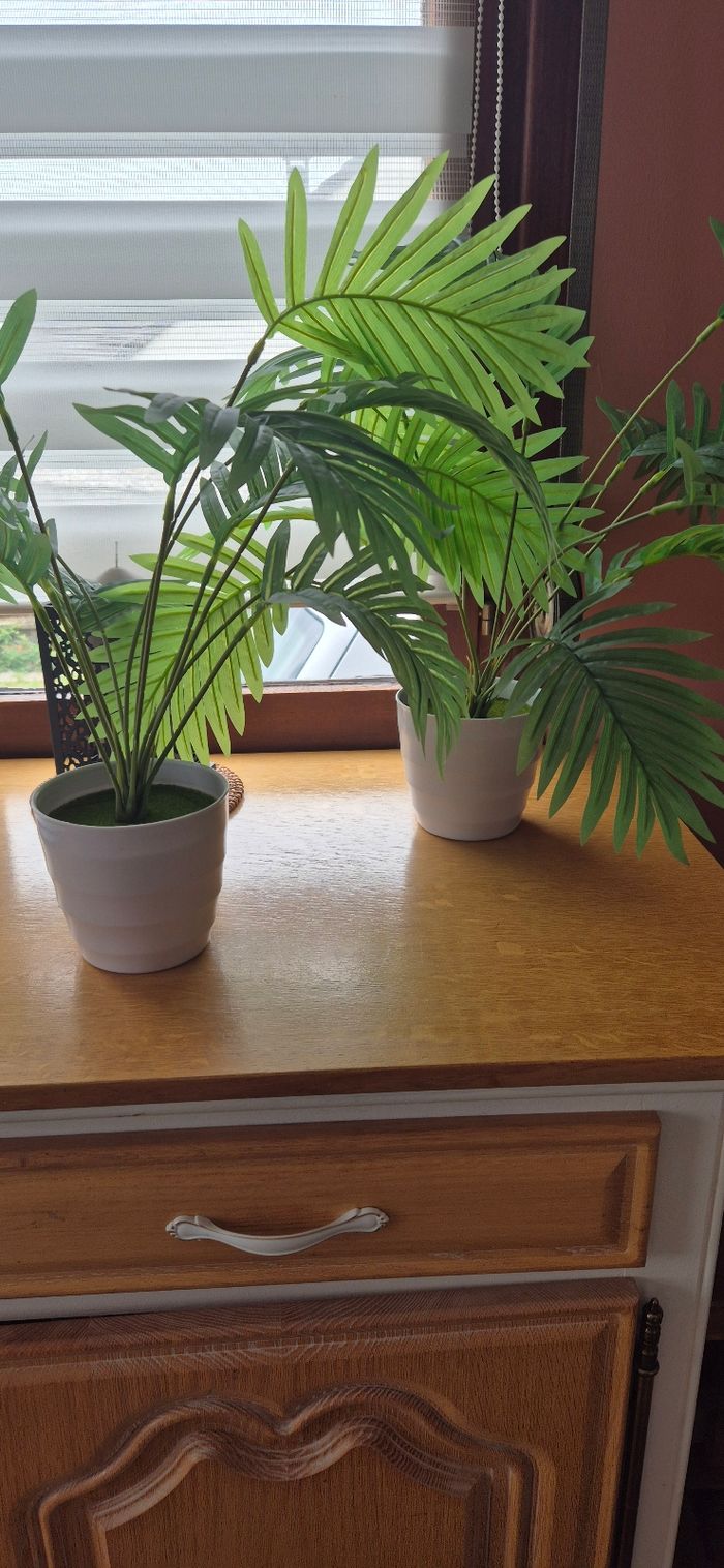 Lot de 2 plantes verte