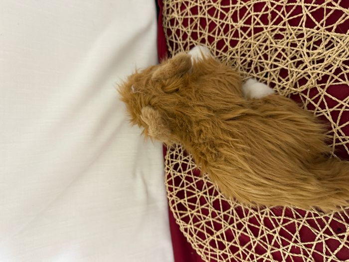 peluche vintage 1986 Humane Society Red - photo numéro 4