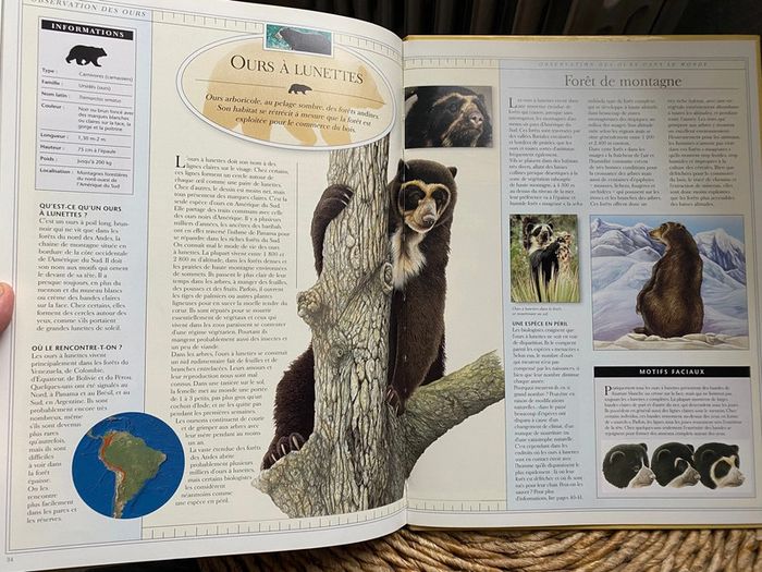 Les ours - photo numéro 4