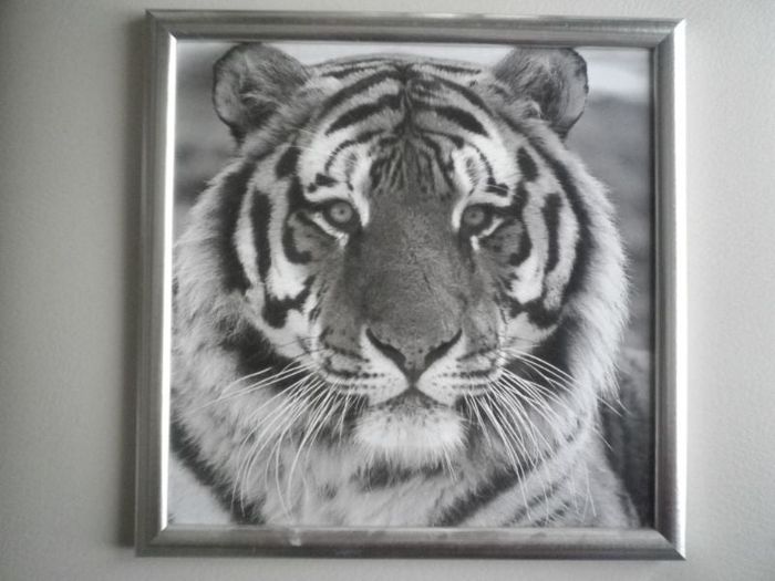 CADRE TIGRE