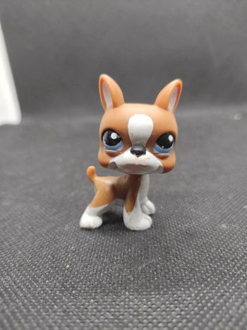 Little Petshop LPS dog chien boston terrier   1079  #geektradelpschien