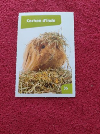 Carte nos amies les bêtes