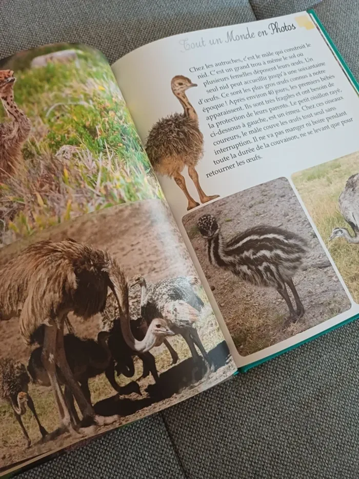 Livre les bébés animaux - photo numéro 4