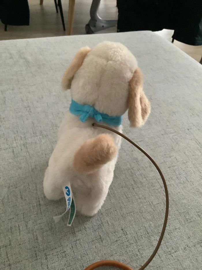 Chien - photo numéro 4