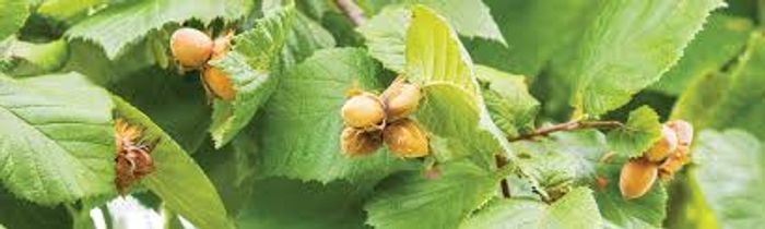Noisetier vert plantes arbustes jardin noisette ronde arbre buisson - photo numéro 3