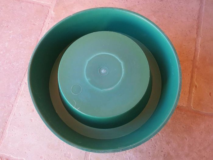 Pied de sapin - photo numéro 3