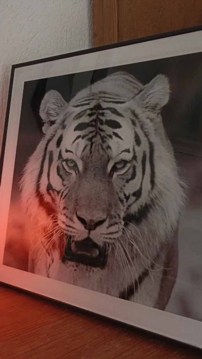 Tableau Black & White Tigre - photo numéro 2