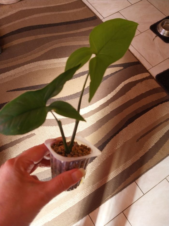 Syngonium