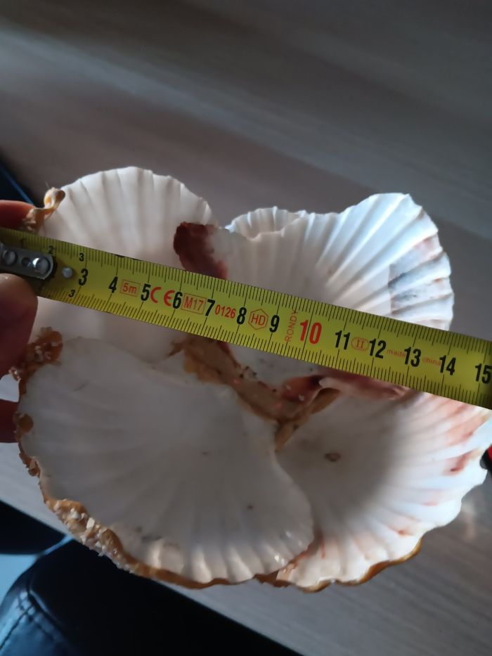 poupée  en coquillage - photo numéro 9