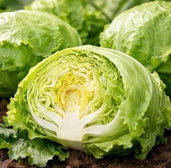 Salade iceberg 220 graines 