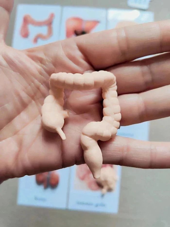 Cartes de nomenclature des organes du corps humain + figurines - photo numéro 7