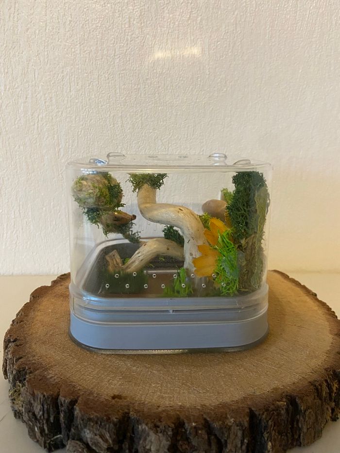 Terrarium phidippus - photo numéro 2