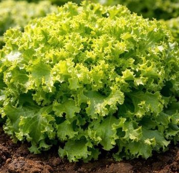 Salade frisé vert 160 graines 