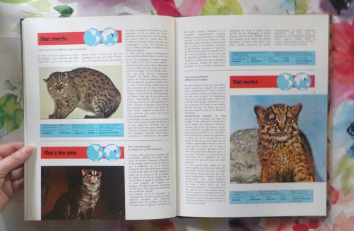 LES FELINS Panorama de la vie animale Ed. de l'Agora - photo numéro 9