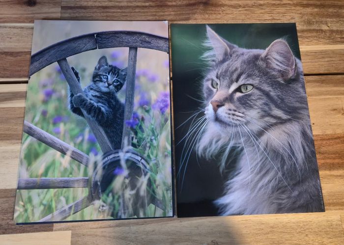 Galerie photo chat 2 cadre et 12 photo et 1 livres - photo numéro 5