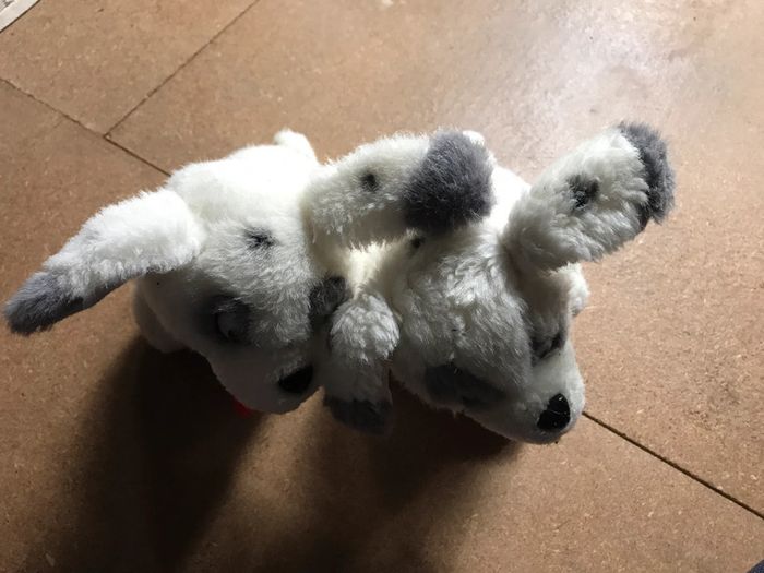 Petits chiens jumeaux - photo numéro 2