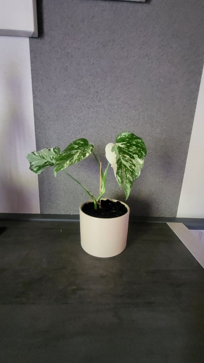 Monstera variegata - photo numéro 6