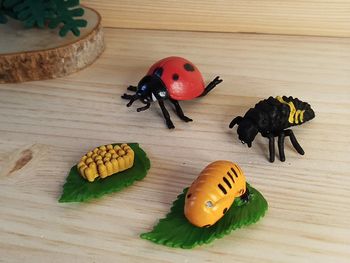 Figurine Insecte coccinelle Cycle de la vie