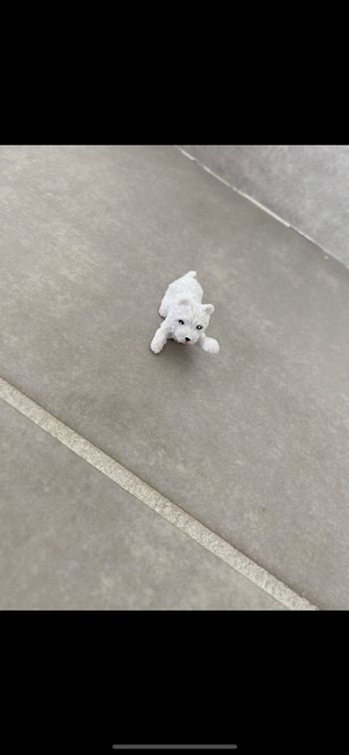 Lot figurine Chienne et ses 3 chiots - photo numéro 10