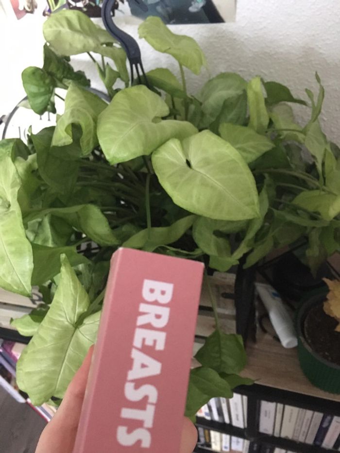 breasts and eggs mieko kawakami - photo numéro 6