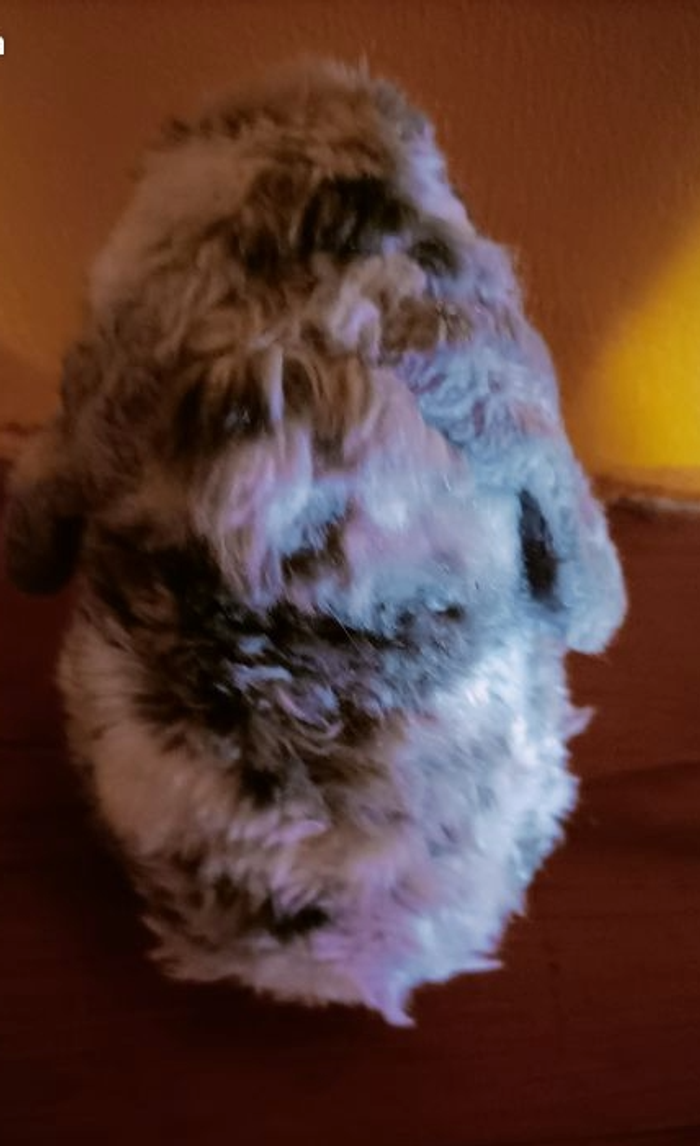 Peluche lapin bélier assis - photo numéro 2