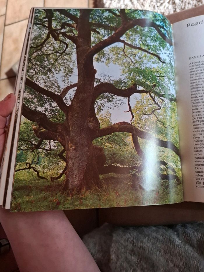 Le grand livre de la forêt. - photo numéro 11