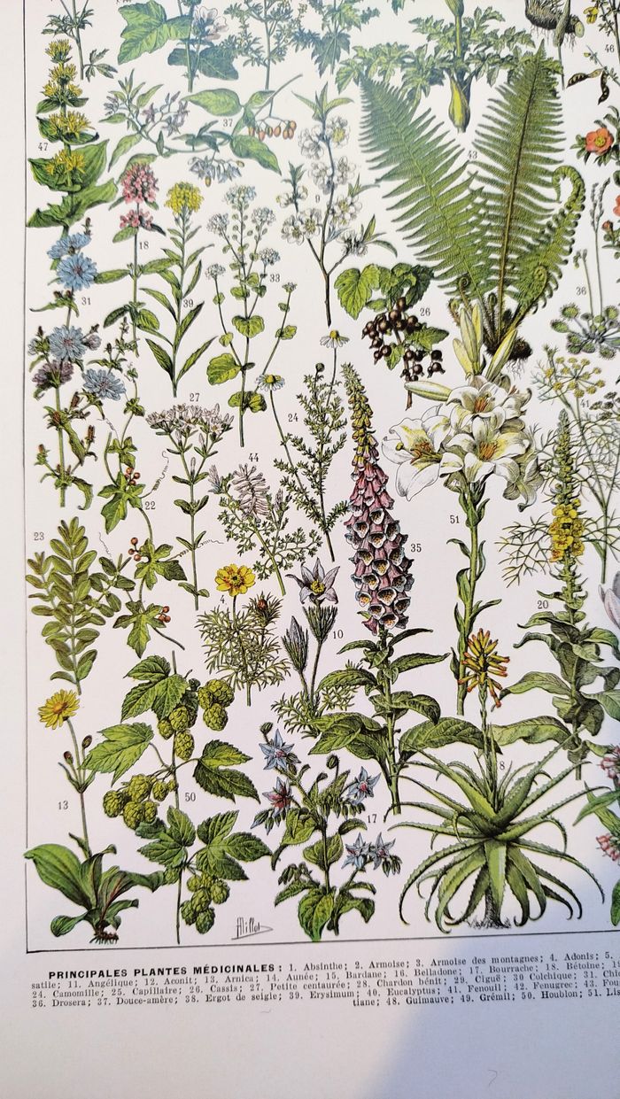 Affiche sur les plantes médicinales "absinthe", d'après une lithographie de 1928 - photo numéro 4