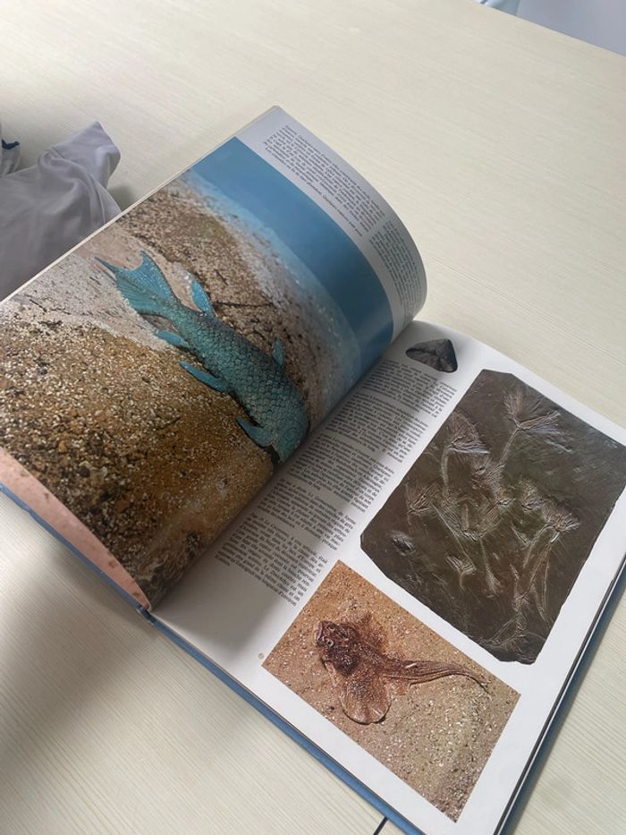 Mon premier atlas et livre dinosaures - photo numéro 10