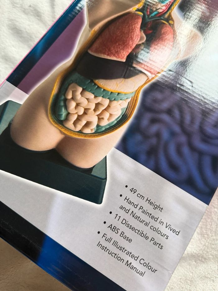 Model d’anatomie éducatif 49cm - photo numéro 6