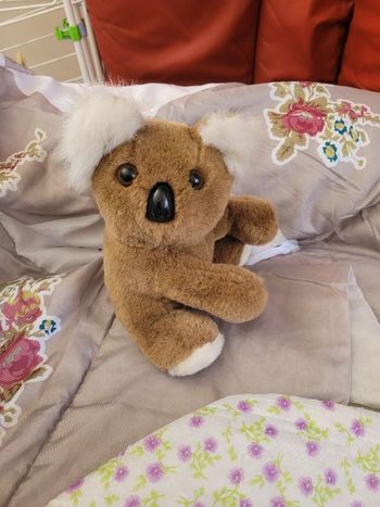 Peluche koala