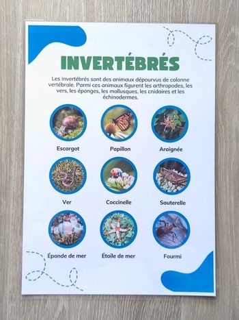 Fiche A4 plastifiée des Inertébrés