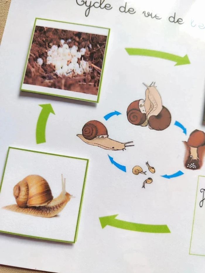 Kit cycle de vie d'un escargot Montessori - photo numéro 4