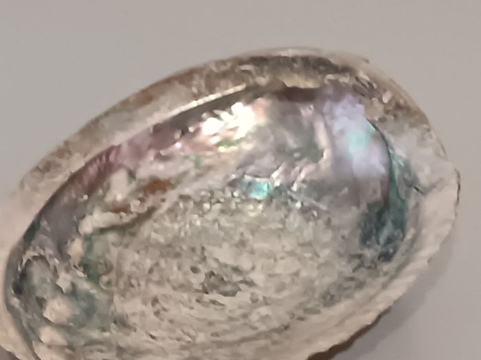 Ormeau - photo numéro 3