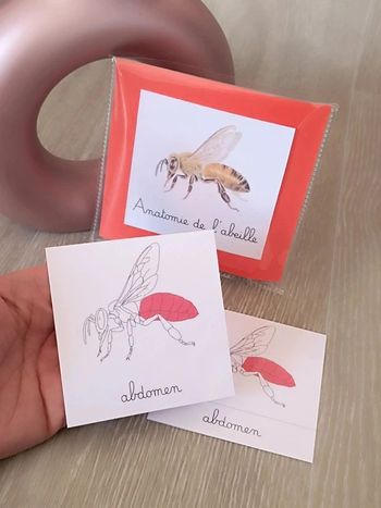 Cartes de nomenclature de l'abeille