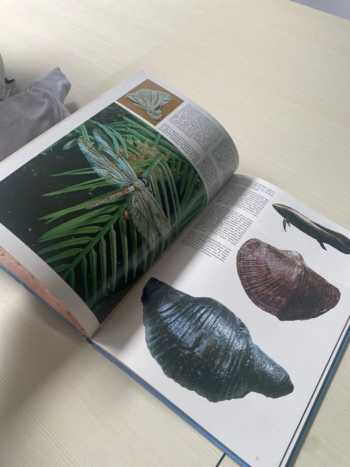 Mon premier atlas et livre dinosaures - photo numéro 9