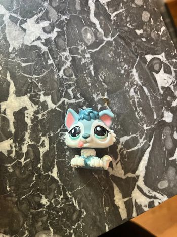 LPS husky