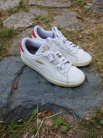 Puma blanches