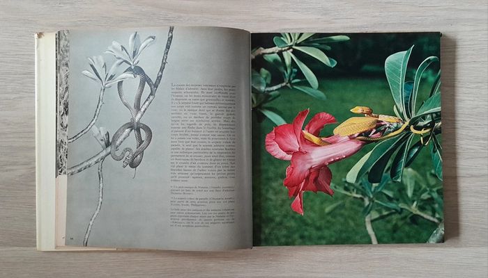 Faune des îles - photo numéro 4